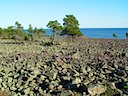 Skvalpudden Naturreservat i Norrfällsviken