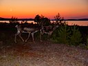 Stranden nedanför Stugorna