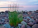 Stranden nedanför Stugorna