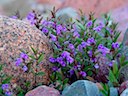 Blommor vid stranden